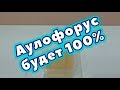 Аулофорус будет 100%