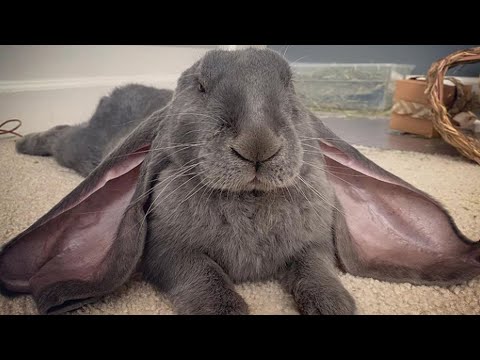 Video: French Lop