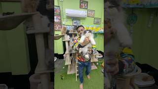 Punch Face Persian Kittens Sell In Kolkata.