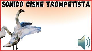 Sonido cisne trompetero