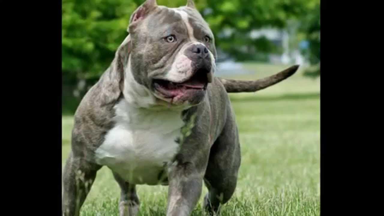 Питбуль булли. Американский бульдог булли. Булли терьер xl. Американский булли стандарт. Американский стаффордширский булли.