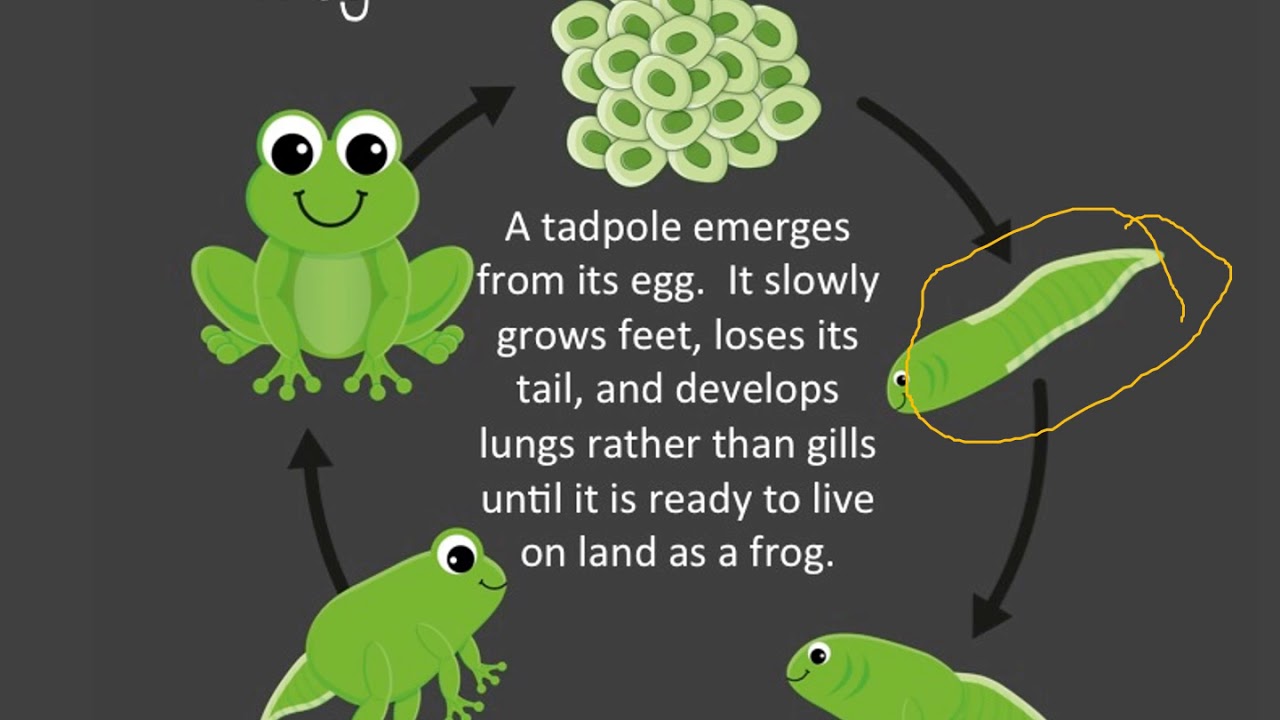 Animal Life Cycles PPT April 2 YouTube