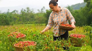 Download Lagu Harvesting Ripe Chili Peppers to Sell at the Market – A Mother’s Hard Work to Support Her Child MP3