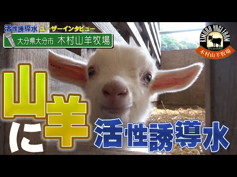 【ユーザー訪問】大分県の山羊牧場でも活性誘導水が使われていた！【DNW293】