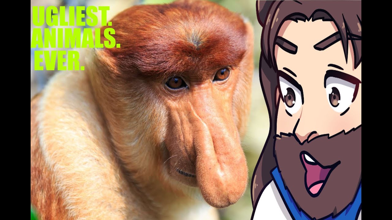 The Ugly Animal Preservation Society is amazing