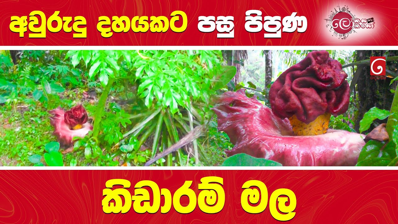 අවුරුදු දහයකට පසු පිපුණ කිඩාරම් මල