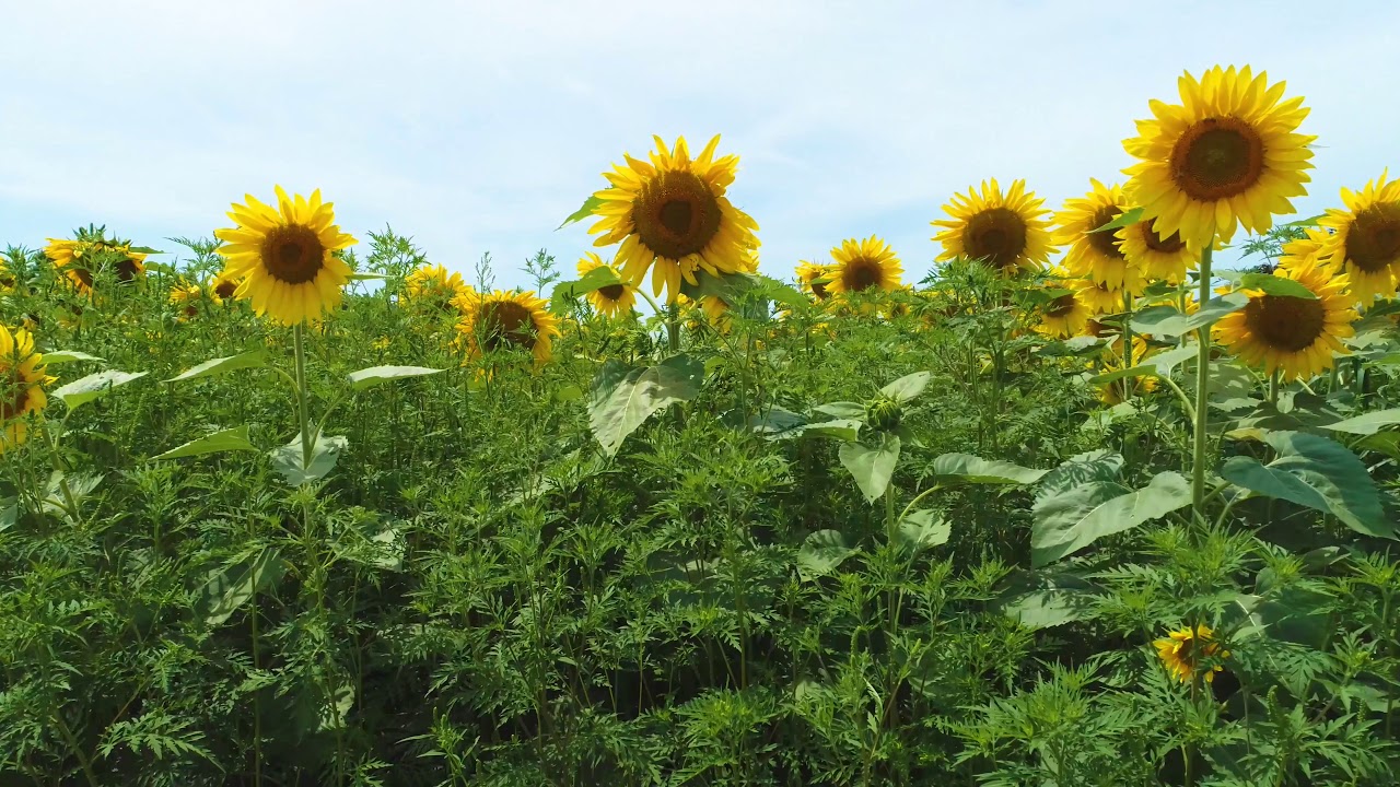 Please wash me car wash in Elverson, PA Joey Frey YouTube