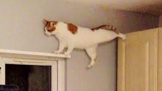 Cats Use 100% Brains Funny Cats Videos
