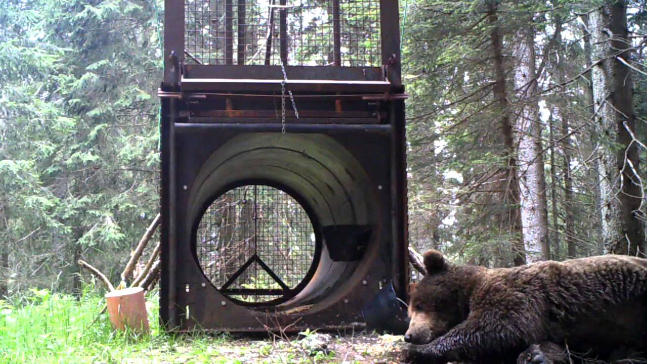 L'orso "mangiatore di esche" - continua a rotolarsi