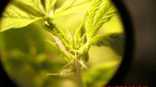 Medical Marijuana - MMJ - Spoetnik #1- Wk1D5 Update