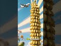 Banana Radiation #factfuel #facts #mindblown #didyoukno #funfacts #science #shortstrivia