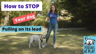 How to stop your dog pulling on its lead - Expert Loose Leash Dog Training Tips Net Worth