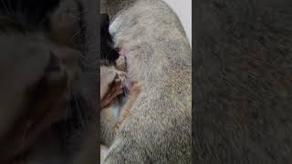 Kittens Use Mom Cat as a Pillow 🐈🛏️ | Tiny Paws TV #shorts #kittenvideos