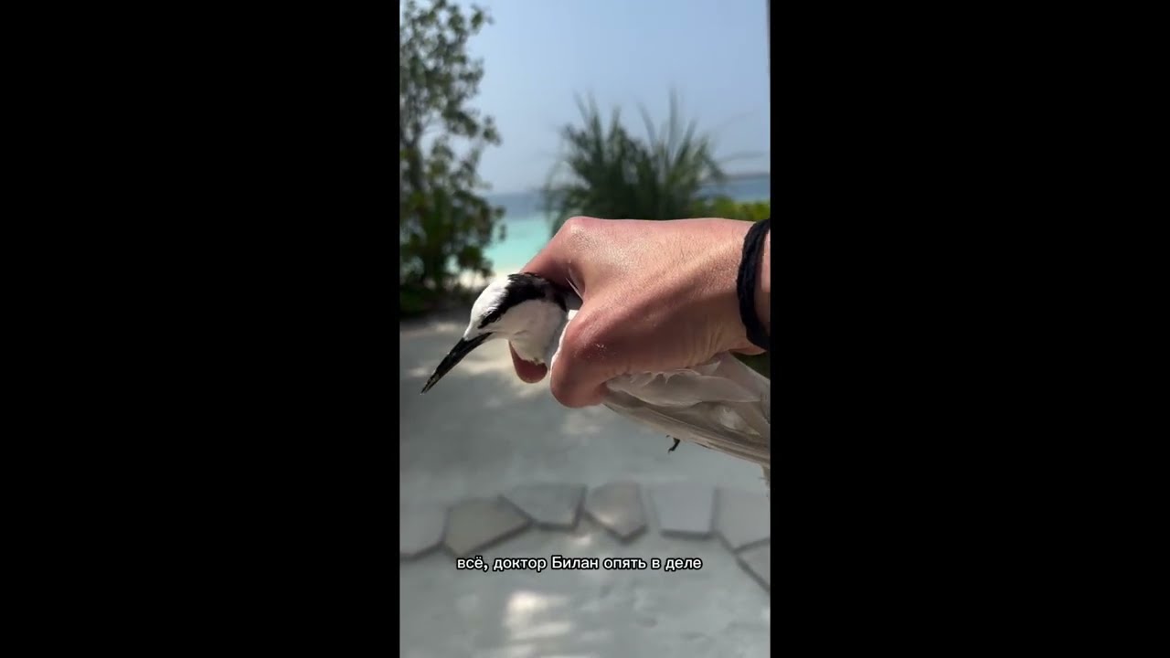 Дима Билан: Мальдивская птица - Доктор Билан в деле 🐦