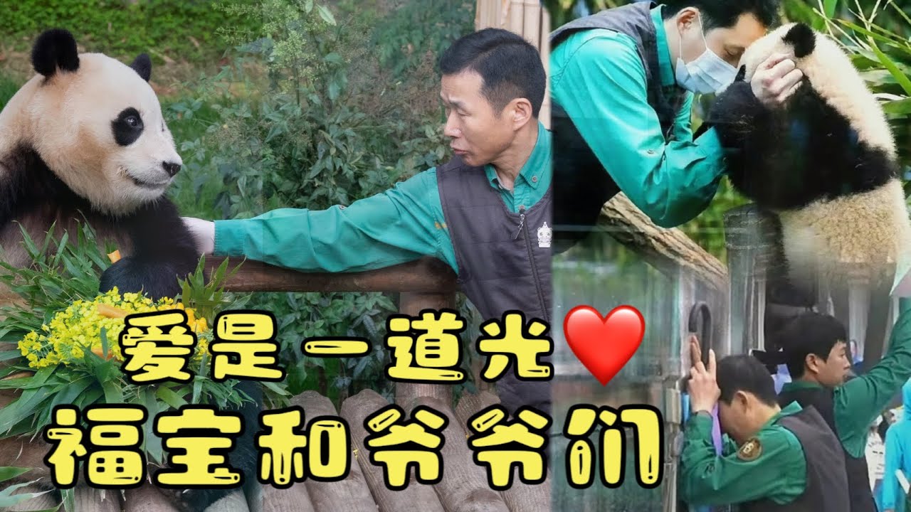 《福宝回国纪：一》回顾福宝和爷爷们互相成就的三年。福宝的童年可以治愈一生。