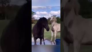 Animais Fantástico.