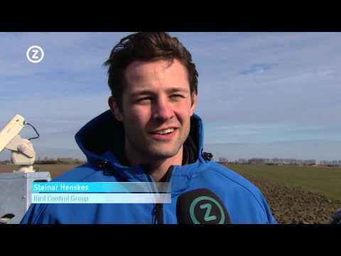 Video: Zal windgong vogels afschrikken?