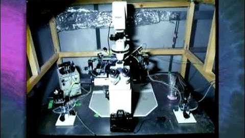 How Mercury Causes Brain Neuron Degeneration
