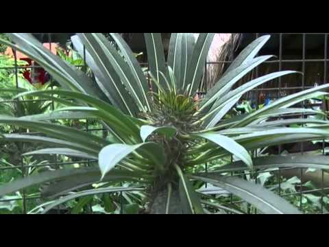 flower-garden-pictures-|-flower-garden-clipart