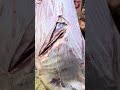 تطلع السقط تجويف بكل سهوله الشط شغل عجل مين الالف للياء كيفيه فتح بطن العجل استخراج العفش بالكامل شق