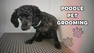 Yes folks,another shavedown, Poodle grooming.