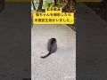 【緊急動画】猫ちゃんを撮影したら未確認生物がいました、、、 #猫 #緊急 #未確認生物 #shorts