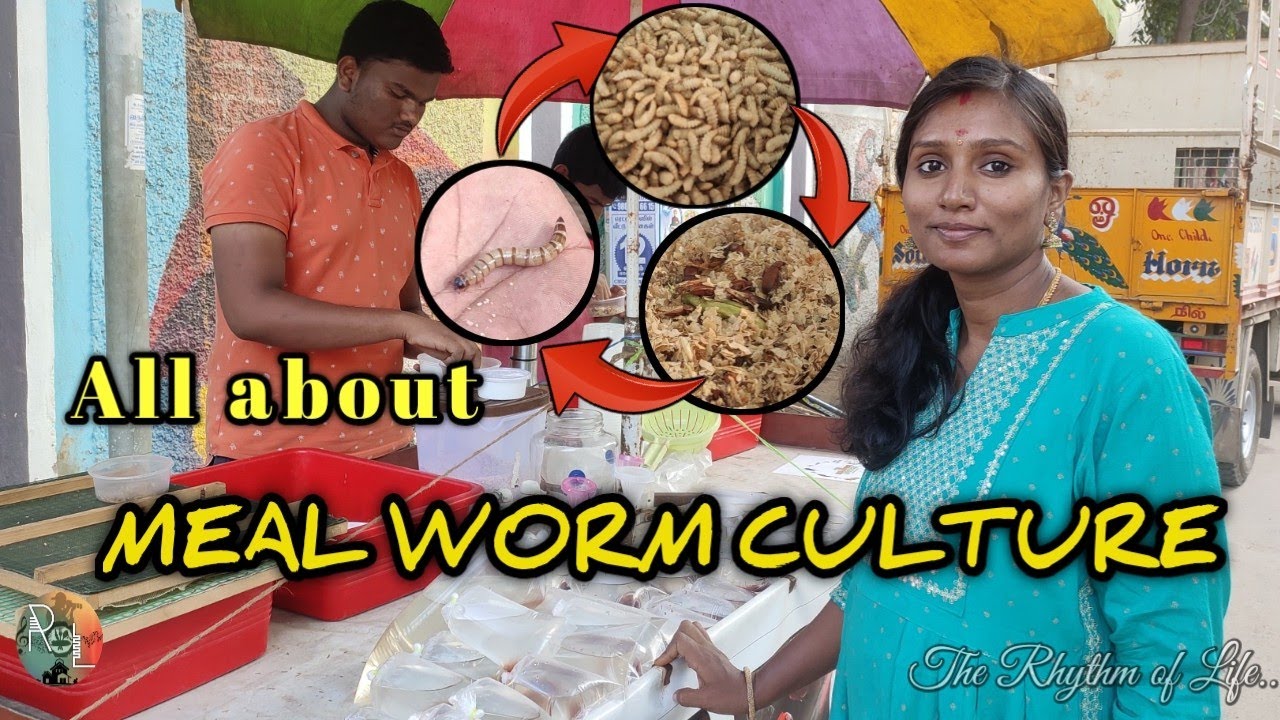 All about to know MEALWORM culture and harvesting |Types of Live fish foods | Kolathur fish Market |