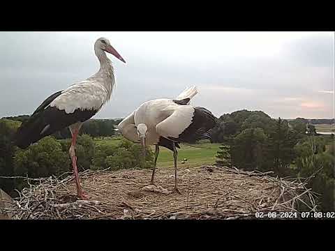 Altlandsberg Stork Nest August 2024 live cam preview