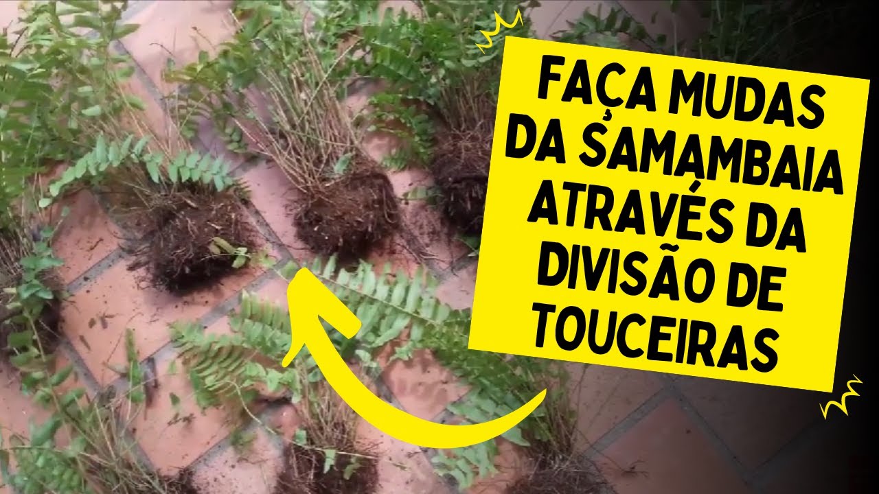 REPLANTIO E PRODUÇÃO DE MUDAS DE SAMAMBAIA (Multiplique sua samambaia)