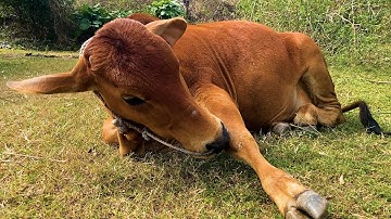 con bò và nhạc chế con bò - video con bò ăn cỏ vui nhộn