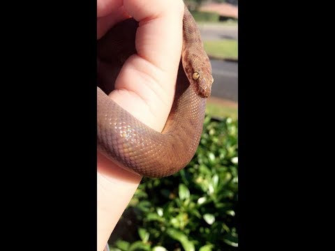 my children python!!!!
