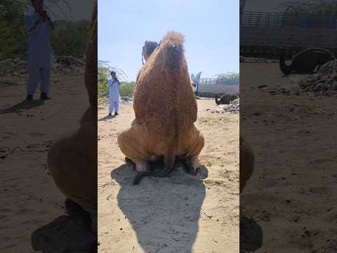 شورتس عملية الإنتاج سلالة فاخرة لقطات مذهلة ترند العرب محتوى الحيوانات اكسبلور حيوانات 