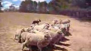 Sheep run