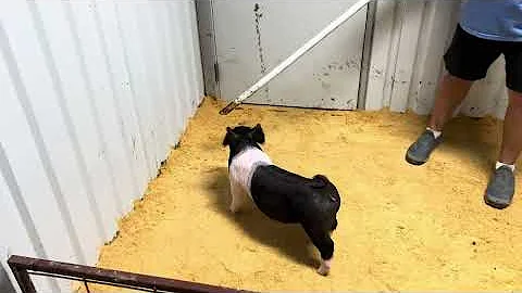 Lackey Livestock 18-2 XG