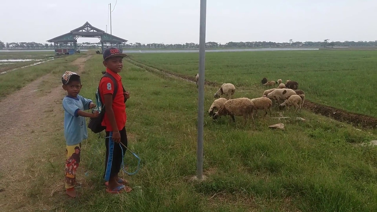Anak Ini Usaha Ternak Kambing Bersama Kakeknya 
