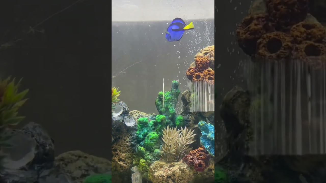 Added a Hippo Blue Tang to the tank 