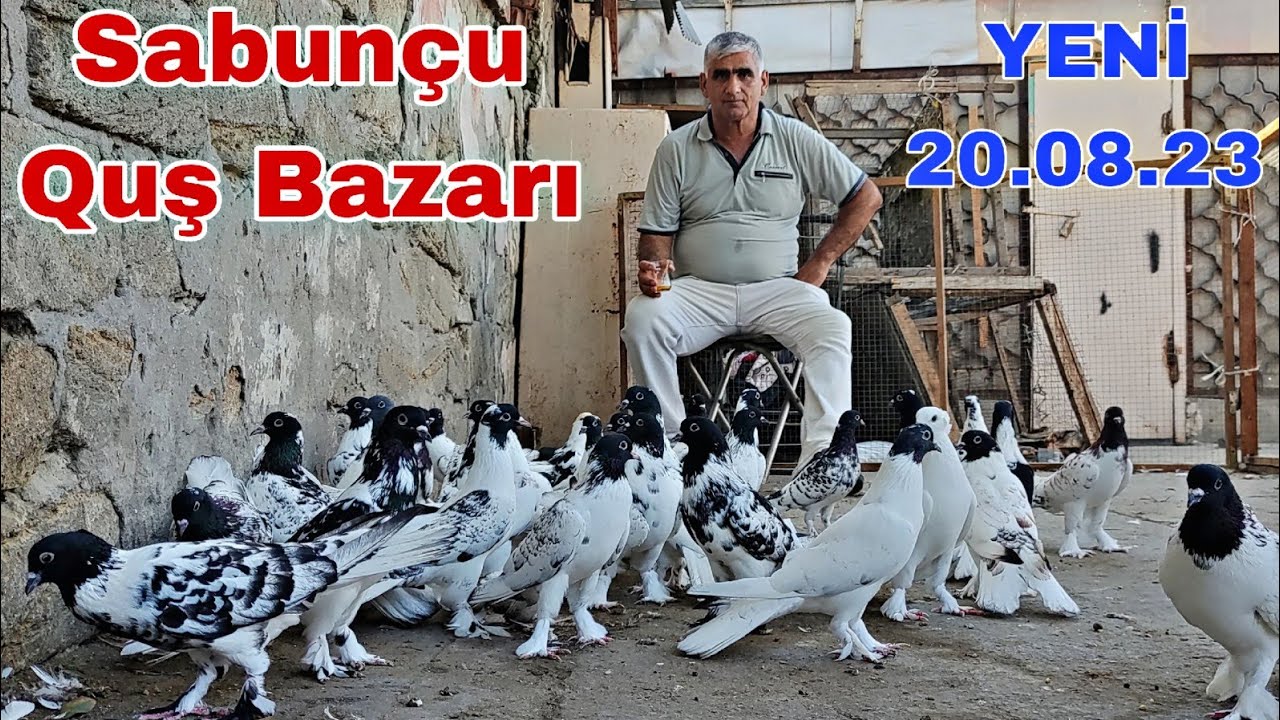 Sabunçu Quş Bazarı 20 Avqust 2023 Yeni Çəkiliş