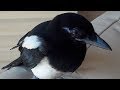 Tamed bird. Fifi the magpie