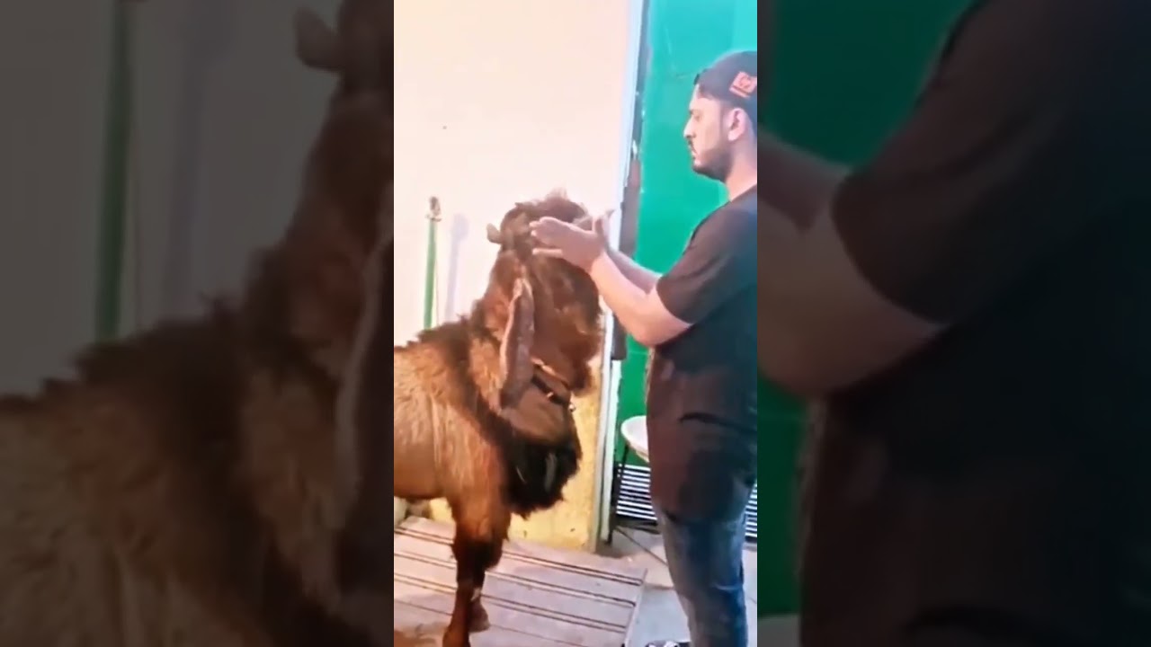 MANZIL PATHAN ❤ GOAT