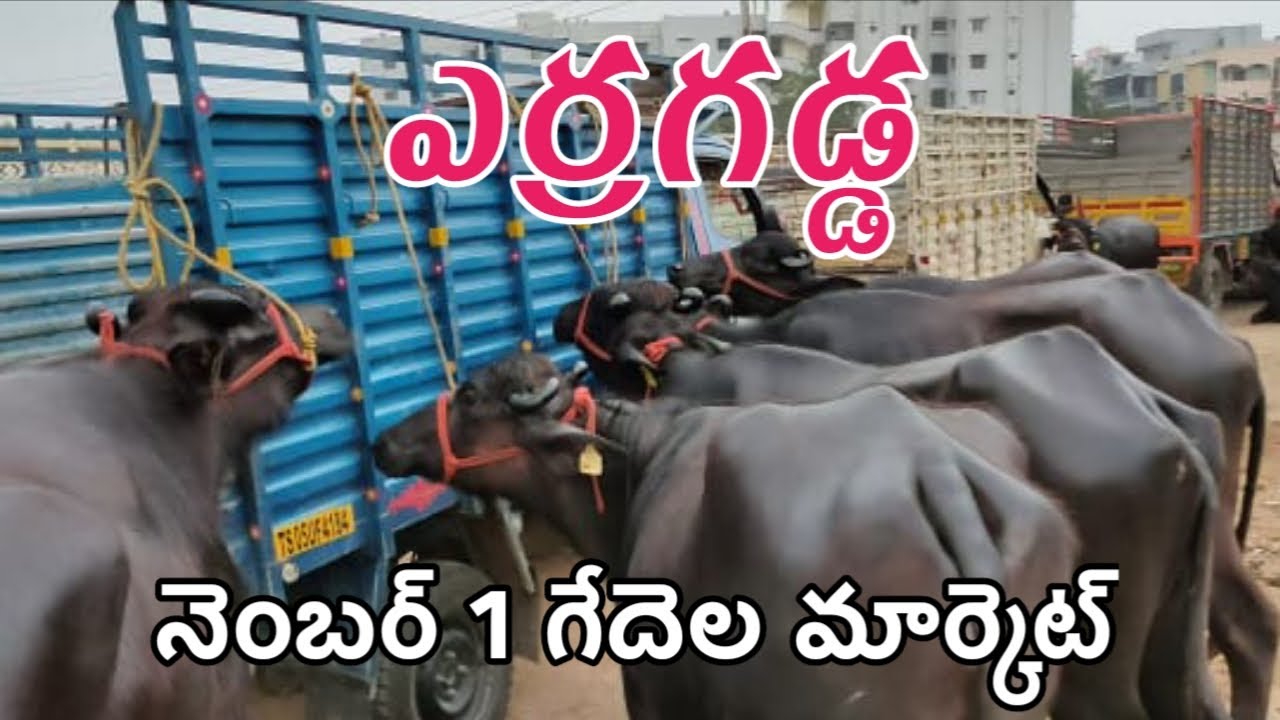 ఎర్రగడ్డ పశువుల సంత | Erragadda Buffalo Market | Erragadda buffaloes Info #kisaninfo #buffalo #info