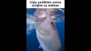 Çok Susatır Şfet