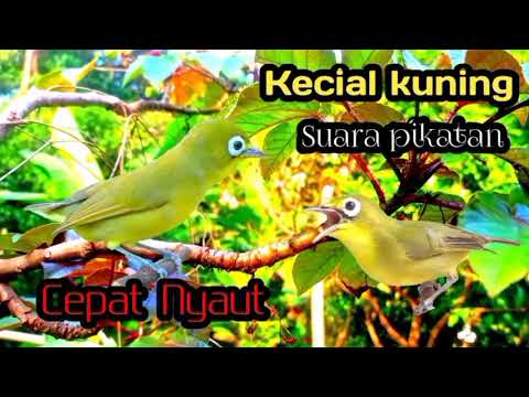 CIAK CIAK SUARA PIKATAN KECIAL KUNING BIKIN CEPAT NYAUT