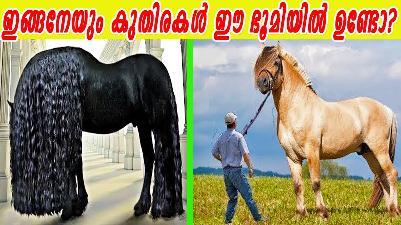 സ്വർണ കുതിര മുതൽ കാലക്രമേണ നിറം മാറുന്ന കുതിര വരെ | ആരെയും അതിശയിപ്പിക്കുന്ന കുതിരകൾ