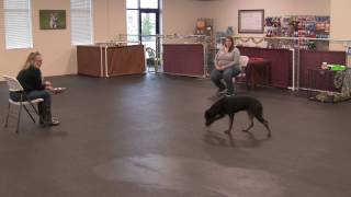 First lesson of Treat-Retreat with a shelter dog