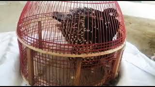 Kala Teetar Ki Mastiya 2021 screenshot 5