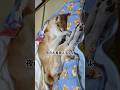 ボクのお着替えタイム　 #shiba #柴犬