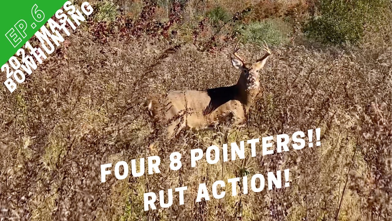 Four 8 Pointers in One Day!! Massachusetts Bowhunting 2021 Episode 6