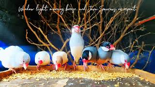 Morning Light & Charming Java Sparrows Breakfast Time! 🌾☀️