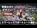 このレンズほんと凄い!KASE REFLEX 150mm F/5.6 がで撮ってまーす!ミラーレンズで撮るポートレートが最高です!