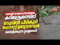 Kakkayamത്ത് വമ്പൻ രാജവെമ്പാല; കഠിമശ്രമത്തിന് ഒടുവിൽ പിടികൂടി Forest ഉദ്യോഗസ്ഥർ; ദൃശ്യങ്ങൾ | Snake